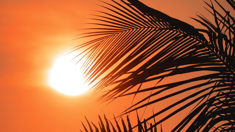 palm tree, leaf, orange, 1080P, palm trees, scenics - nature, plant part, tropical tree, sunset, tropical climate, no people, outdoors, plant, nature