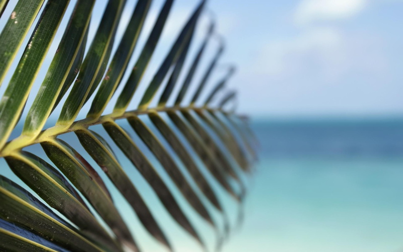 palm leaf, pattern, beauty in nature, 1080P, focus on foreground, growth, day, plant part, palm tree, selective focus, natural pattern, sky, nature, leaves