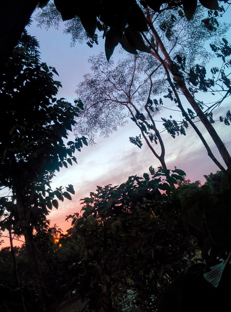 sunset, forest, tree, beauty in nature, tranquility, nature, 2K, land, growth, low angle view, day, plant part, silhouette, scenics - nature, palm trees