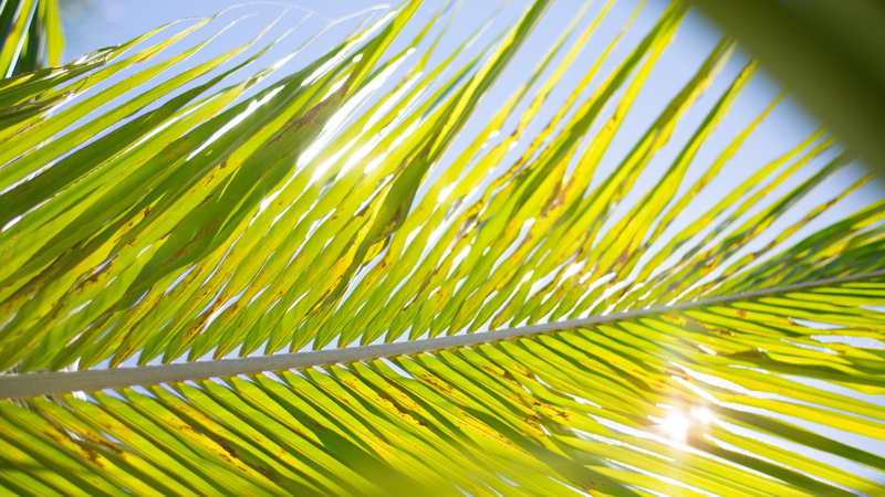 palm trees, bright, Sun, 5K, green, leaves, sunlight