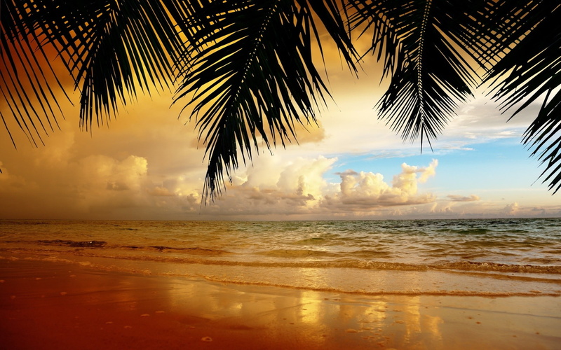 sea, cloud - sky, beach, land, sunset, beauty in nature, palm trees, palm leaf, tropical tree, sky, tropical climate, water, no people, leaves, plant, horizon over water