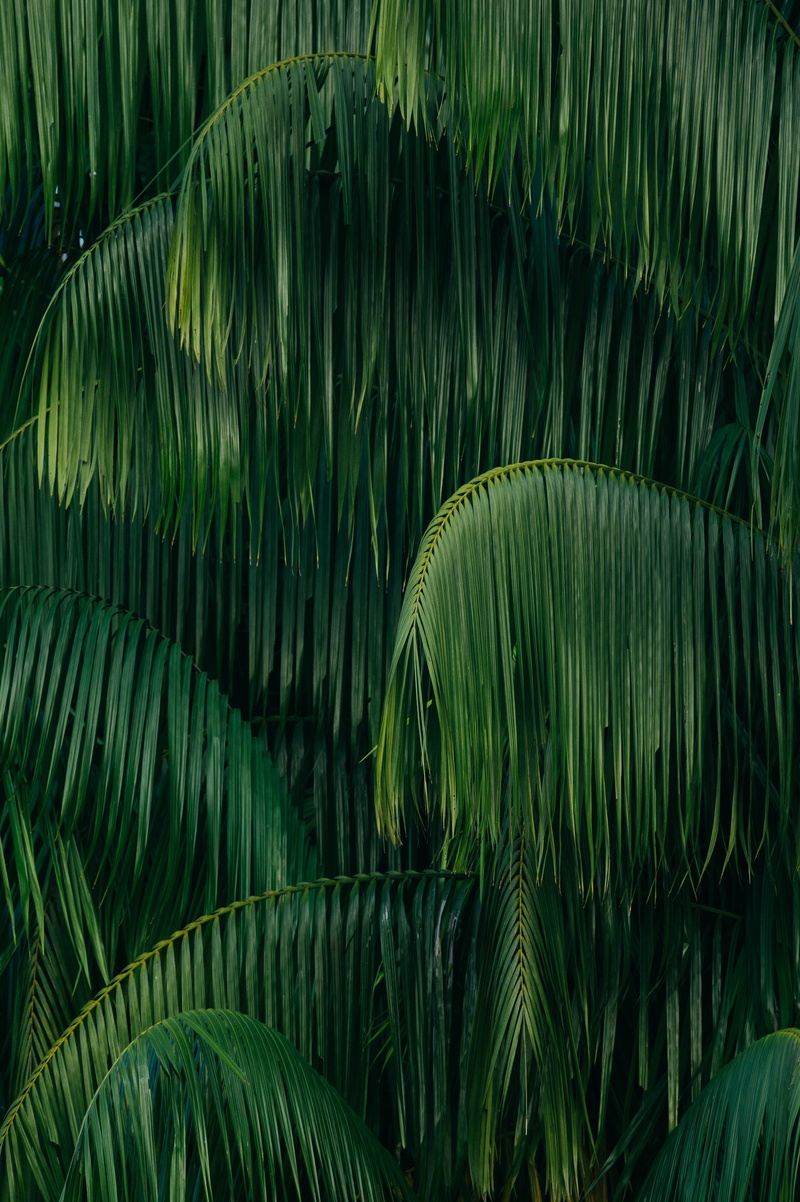 no people, backgrounds, natural pattern, tropical climate, palm tree, tree, palm, close-up, day, plant, palm leaf, pattern, coconut palm tree, outdoors