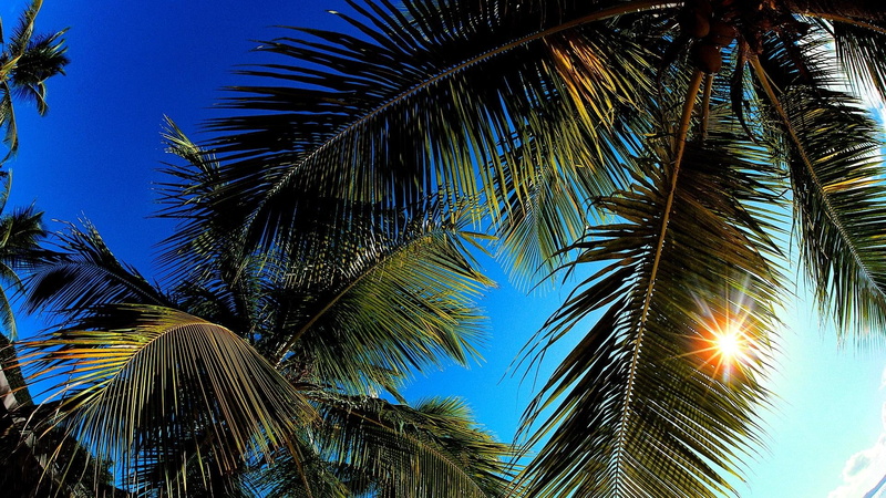 sunshine, leaves, palms, 1080P, palm, nature and landscapes