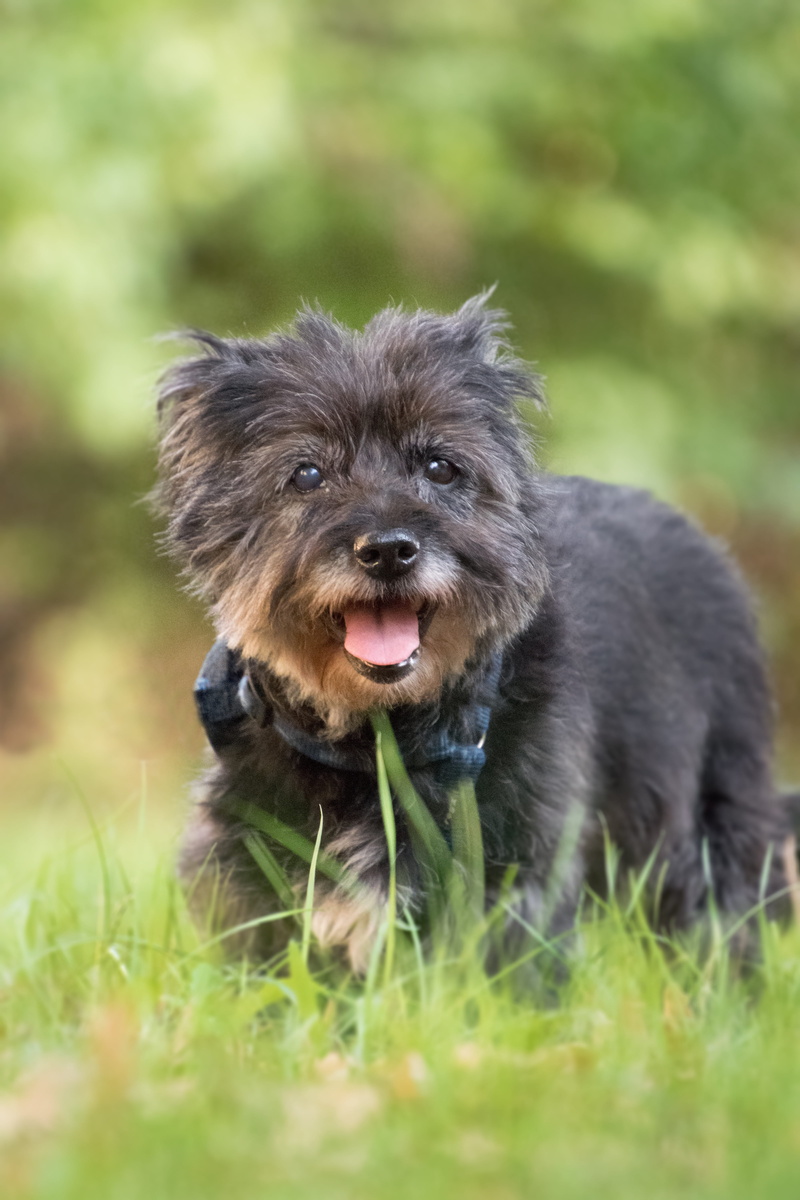 canine, animal, domestic animals, dog, one animal, mammal, old, animal head, nature, vertebrate, pets, 5K, mouth open, land, looking at camera, green color