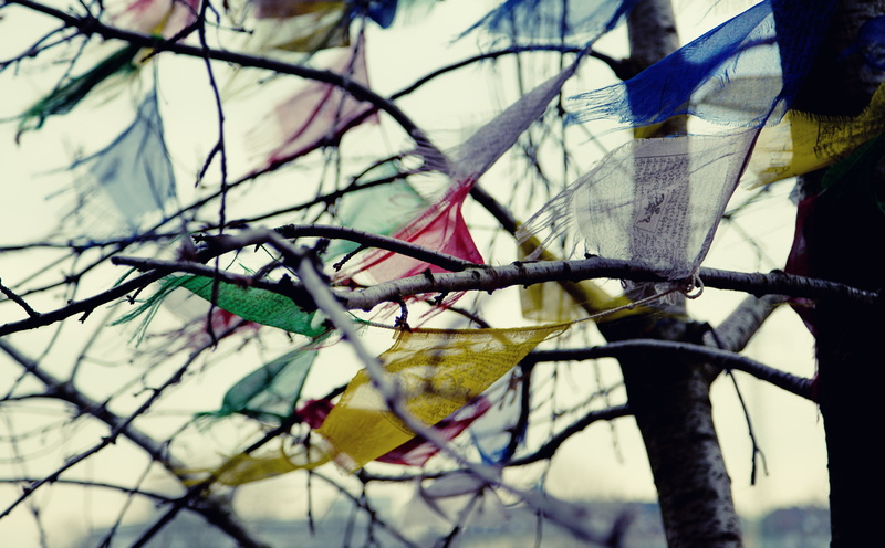 focus on foreground, growth, Flag, Germany, trash, Light, day, Color, bare tree, Abandoned, Blow, Photography, mannheim, protection, itunes, Background