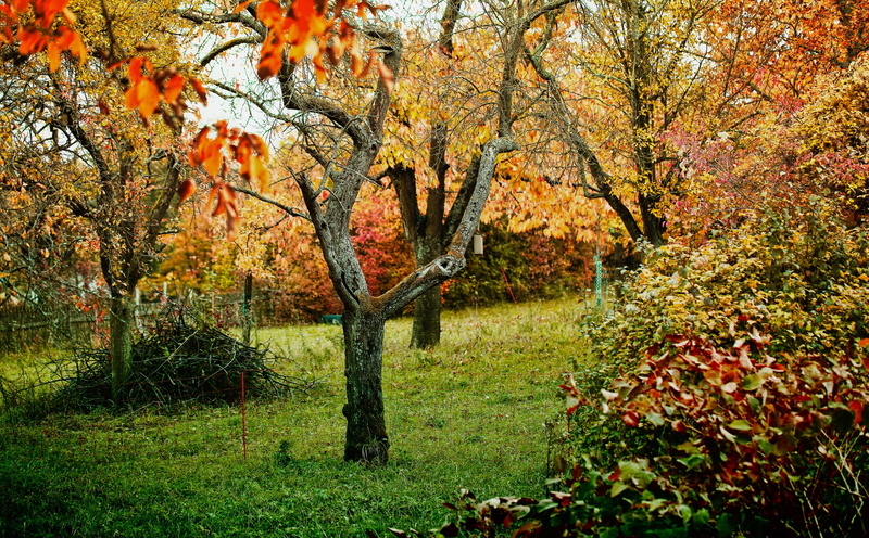 plant part, veronica, tranquility, flora, land, beauty in nature, Leaves, orange color, Fence, Grass, leaf, playlist, 5K, Background, Nature, bush, Falls