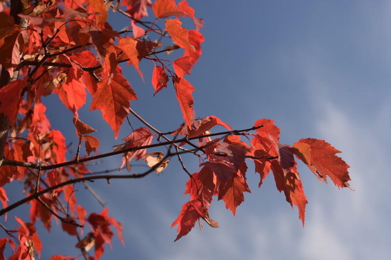 branch, leaf, maple tree, in the fall of, fall, sky, september, autumn, maple, color, bright, change, orange color, autumn collection, foliage, blue, day