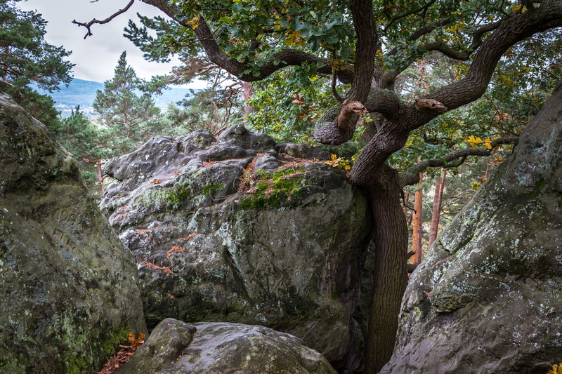 nature, low angle view, scenics, Resin, non-urban scene, tree trunk, solid, hike, DevilS Wall, tree, Hiking, 5K, Oak, forest, land, Rock, plant, no people