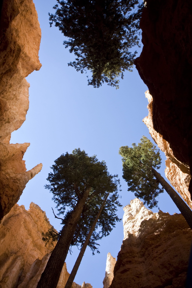 sky, low angle shot, rock formation, tree, bryce canyon, adventure, nature, outdoors, blue skies, mountain peak, physical geography, trees, formation, hoodoos
