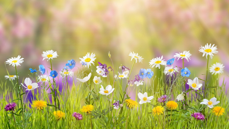 field, sunny, flowers, 4K, yellow, spring, 5k, sky, purple, flower, blue, white