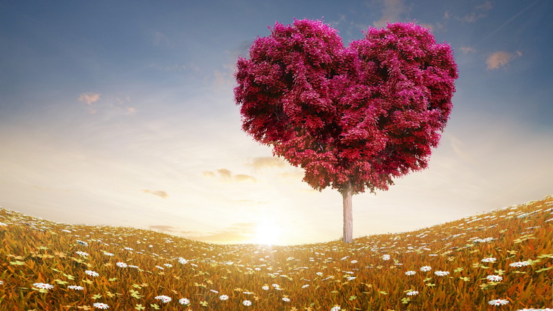 5k, leaf, purple, sun, love, Meadows, petal, 8k, tree, 4K, 4k