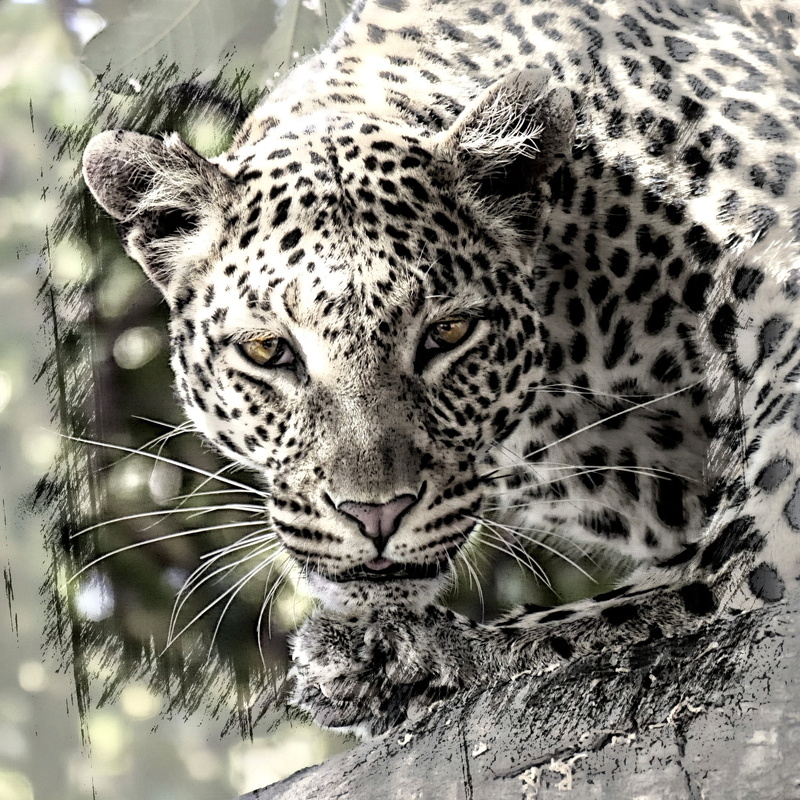 white, animal, animal wildlife, black, graphic, feline, digital art, creation, one animal, vertebrate, wild life, digital artwork, looking at camera, digital creation