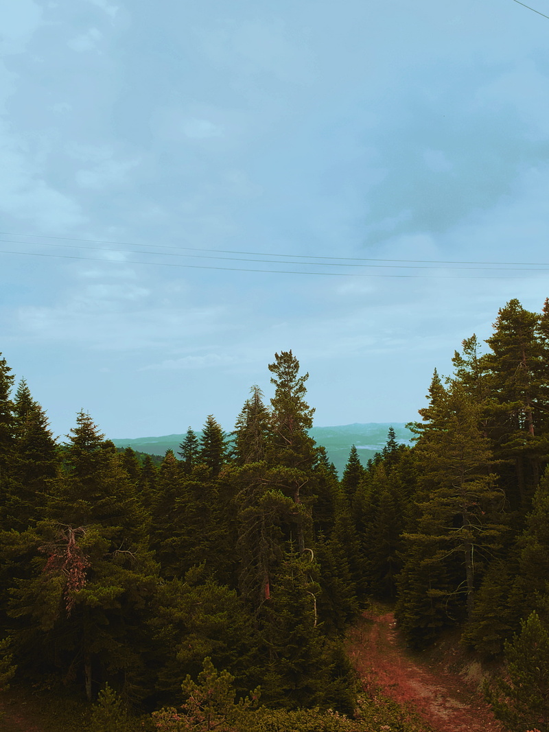 growth, desaturated, plant, turkey, coniferous tree, day, cloud - sky, trees, scenics - nature, idyllic, outdoors, sky, no people, cool, dope, environment