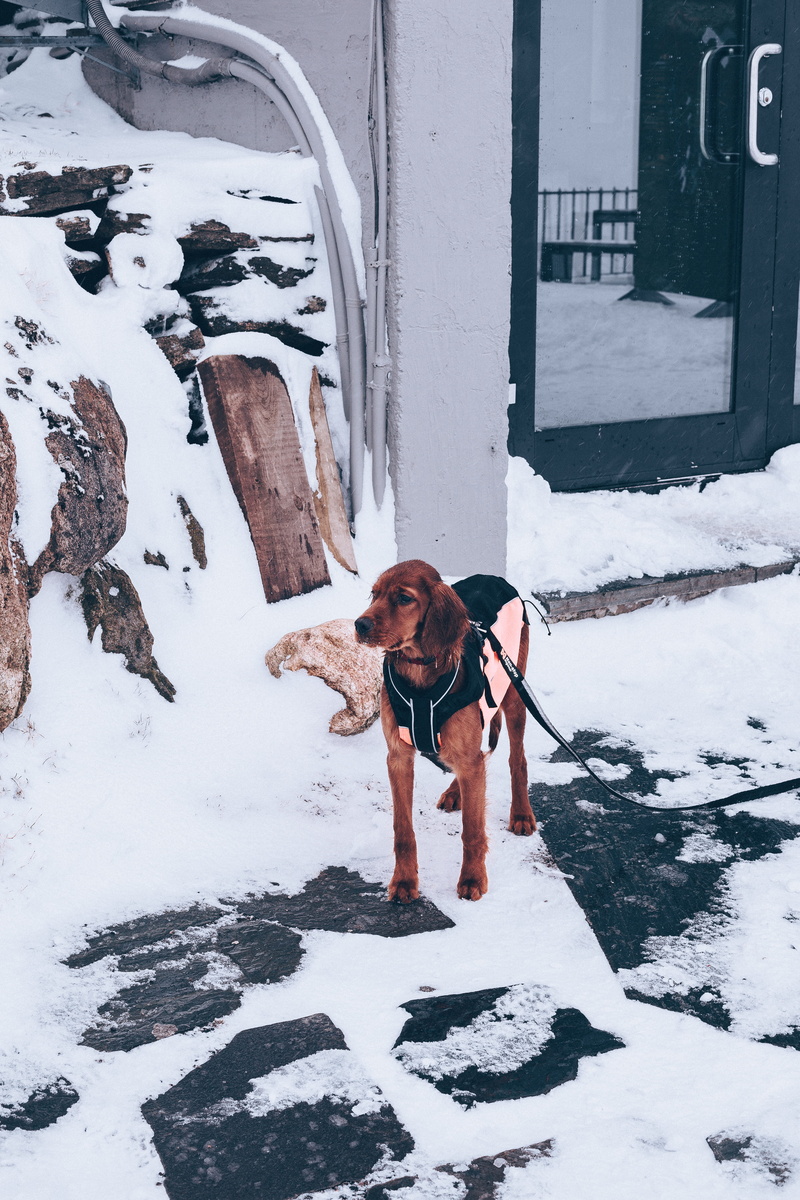 short, extreme weather, front view, animals, one person, snow, pointer, lifestyles, brown, grain, standing, portrait, leisure activity, cold temperature