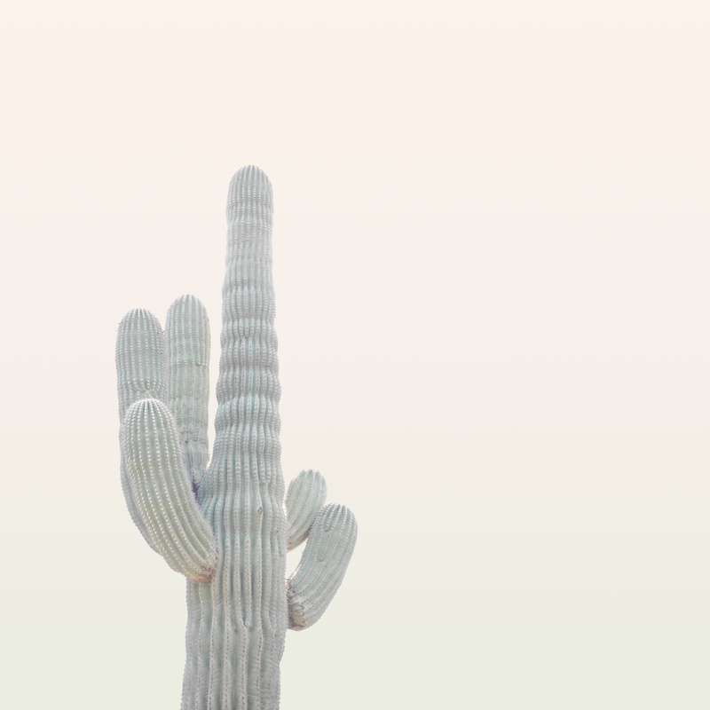 plant, outdoors, mist, cactus, cut out, fog, desaturated, tranquility, green, beauty in nature, people, purity, hand, human hand, bird, growth, studio shot