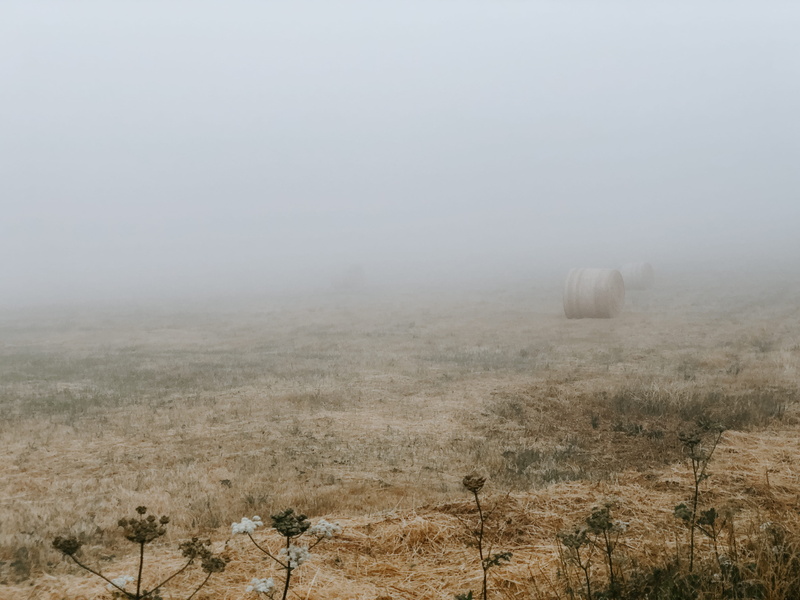 backgrounds, landscape, cloud, haze, spooky, fog, agriculture, haybay, no People, 4K, nature, outdoors, roll, tree, dark green, brown, hay, desaturated