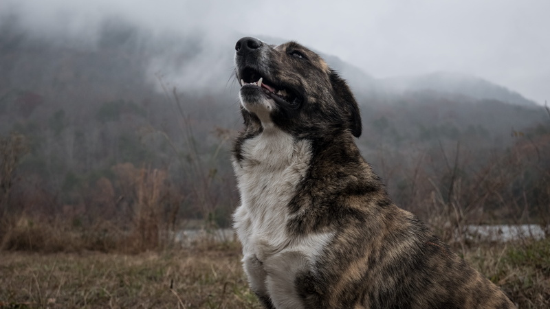 looking, canine, animal, mouth open, weather, mountain, dog, vertebrate, green, no people, united states, 4K, mist, low, one animal, animal portrait, lake