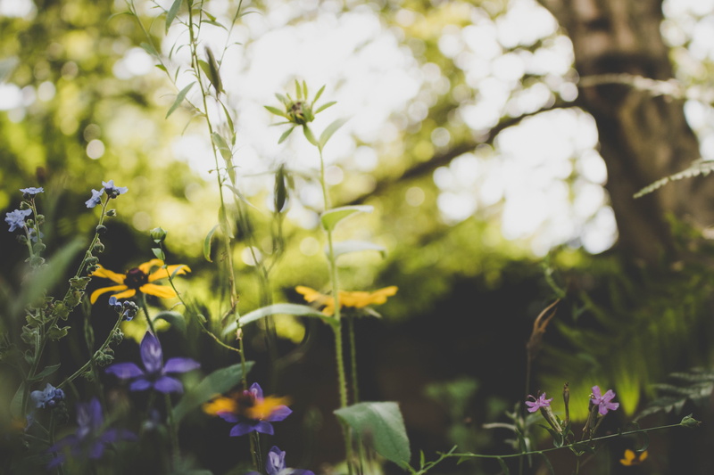 green, nature, outdoors, green color, flowers, bokeh, freshness, tree, colourful, growth, plant part, fragility, summer, light, leaf, flowering plant, day