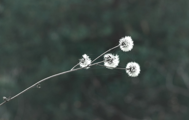 dandelion, desaturated, 5K, plants, bokeh