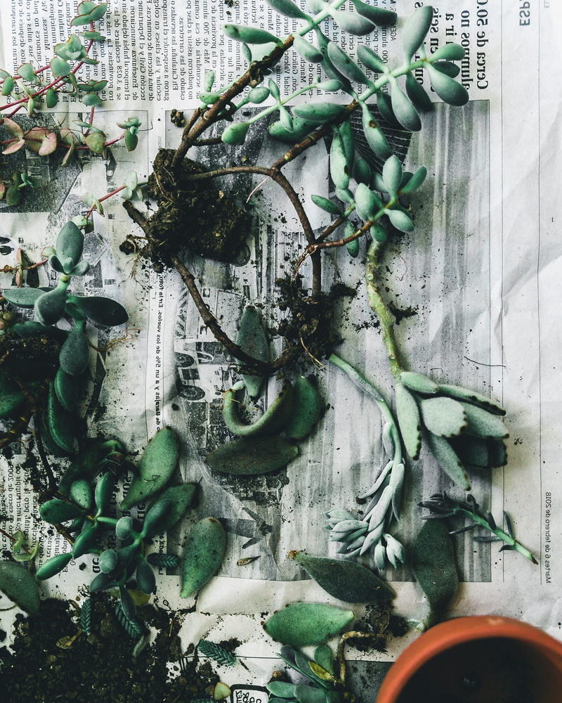 pastel, fig, gray, leaf, old, detail, nature, lying, argentina, day, closeup, flat lay, creeper plant, green color, dirt, plants, plant part, vine, desatured