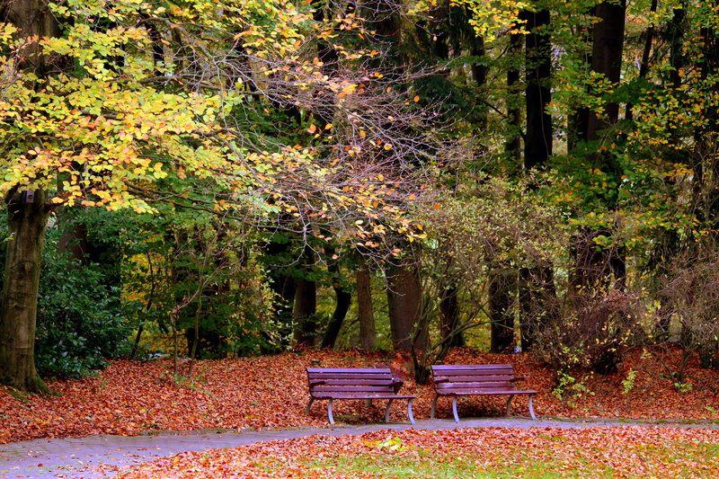outdoors, day, tranquility, land, 5K, change, lone bank, resting place, no people, autumn, base, autumn time, leaves, plant, benches, seasons, away, tranquil scene