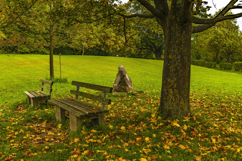 field, nature, wood, beauty in nature, grass, plant, park, green color, leaves, forest, bank, 5K, land, old, outdoors, fall foliage, base, park - man made space