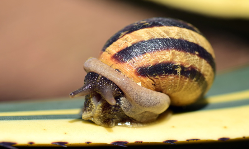 shell, come out, gastropod, crawl, snail shell, macro, snail, invertebrate, animal body part, selective focus, animals And Pets, close-up, mollusk, cactus