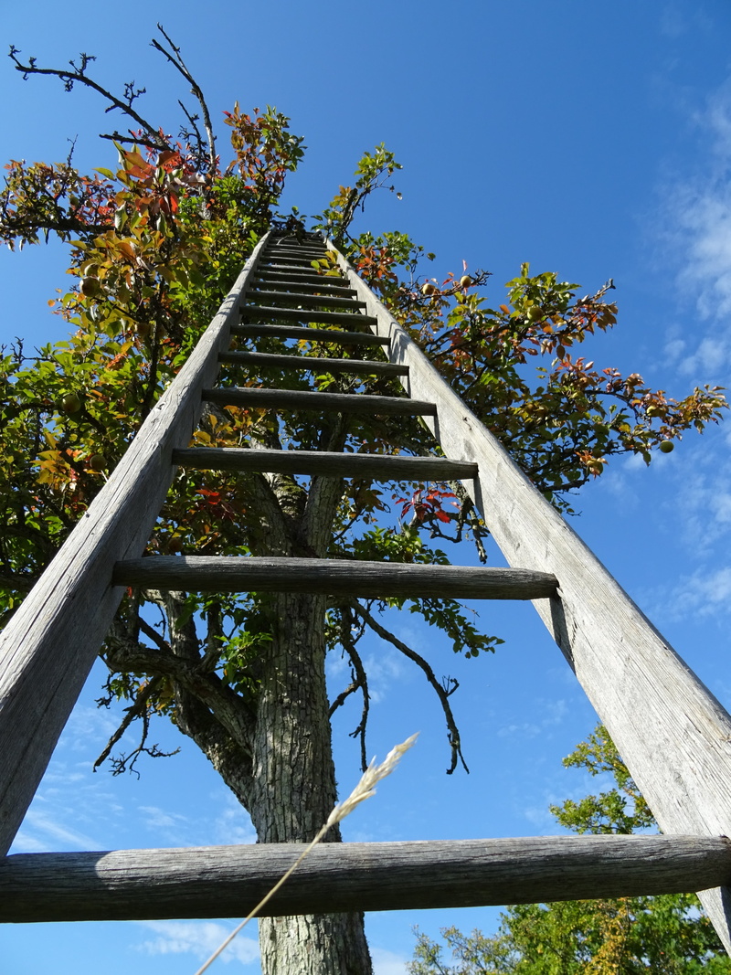 sunlight, sky, blue, trunk, flower, ladder, photo, cloud - sky, career ladder, nature, gray, head, low angle view, apple tree, day, plant, tree, no people