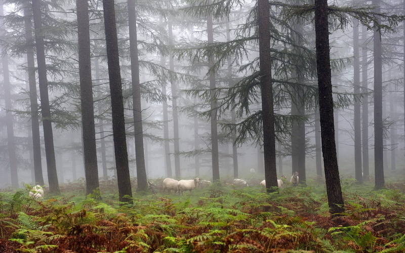 sheep, woodland, herbivorous, metal, day, environment, tree trunk, non-urban scene, 2K, plant, animal themes, tree, forest, tranquility, framed, fog, window
