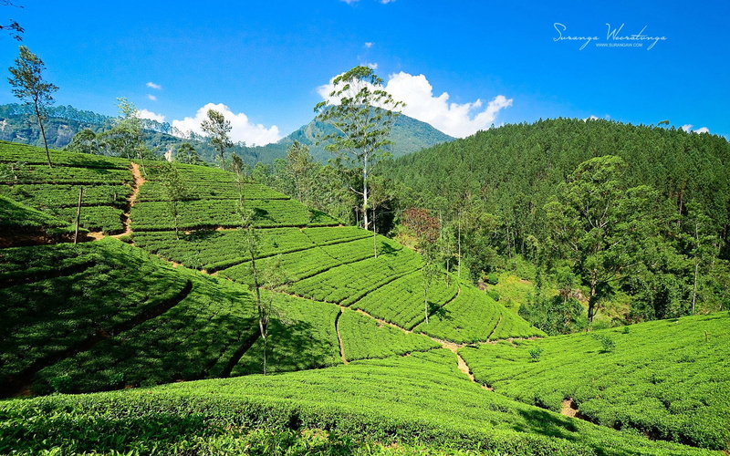 grass, win, green, land, sky, environment, landscape, green color, mountain, crop, scenics - nature, hills, tranquil scene, plantation, rural scene
