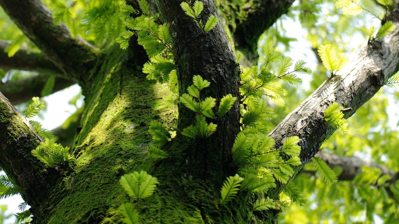 outdoors, tranquility, tree, trunk, plant part, close-up, growth, nature, theme, flowers, day, plants, 1080P, tree trunk, focus on foreground