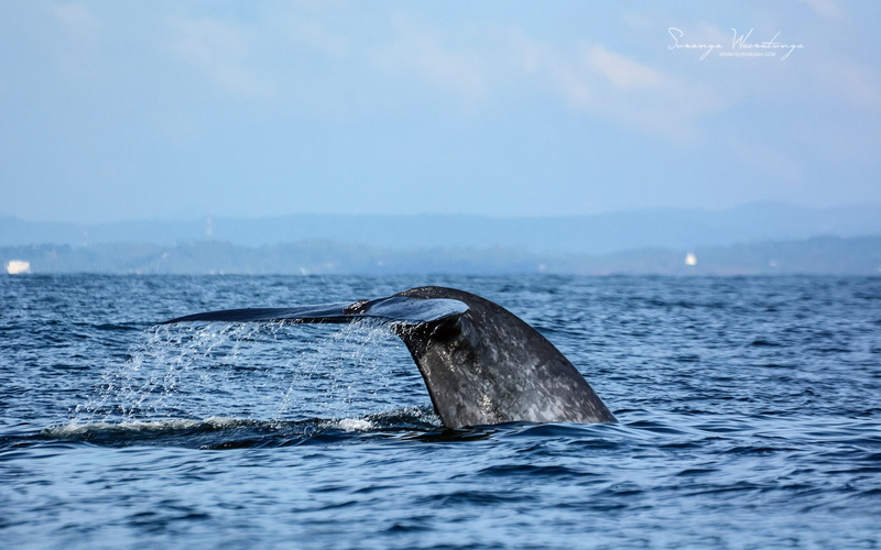 water, animal themes, marine, nature, tail fin, lanka, sri, waterfront, animal, mammal, whale, day, ocean, gray, sky, swimming, aquatic mammal, one animal