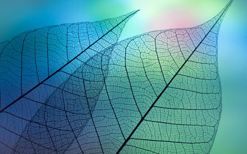nature, low angle view, colored background, exploration, day, abstract, textured, map, theme, direction, blue, leaf, paper, macro, sky, no people