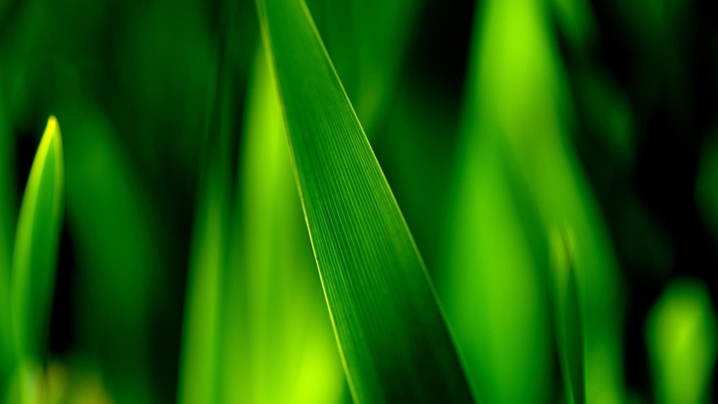 blade of grass, plants, macro, growth, no people, 1080P, nature, tranquility, outdoors, focus on foreground, backgrounds, green color, day, plant, theme