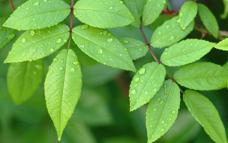 plants, purity, theme, wet, water, plant part, close-up, nature, macro, day, outdoors, focus on foreground, growth, leaf, flowers, beauty in nature