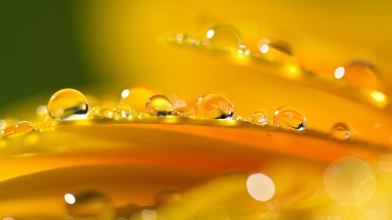 selective focus, nature, yellow, macro, theme, transparent, fresh, flowers, rain, circle, plants, abstract, wet, close-up, abstract backgrounds, refraction