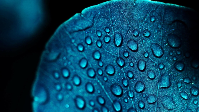 plant part, wet, win, close-up, macro, leaf, pattern, flowers, freshness, purity, black background, flower, fresh, blue, drop, outdoors, no people