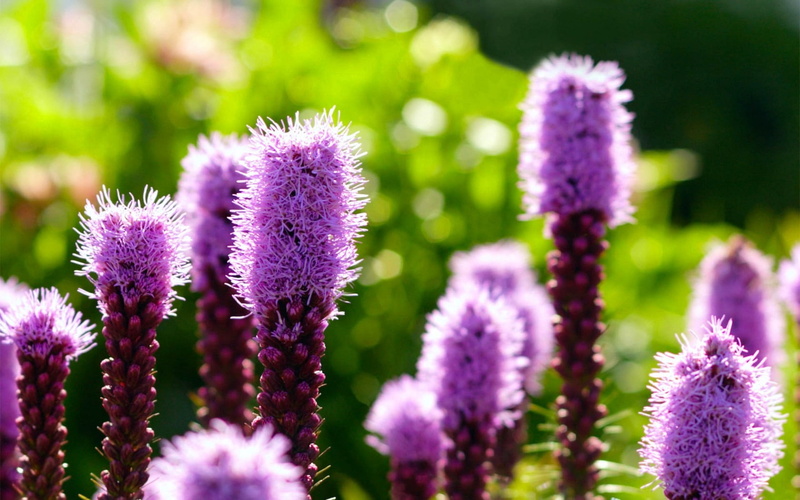 720P, plants, theme, thistle, nature, herbal medicine, flower head, vulnerability, springtime, purple, sage, growth, no people, flowers, beauty in nature