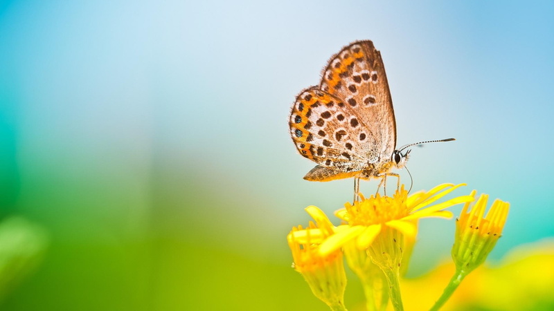 fragility, outdoors, plant, animal wing, fresh, vulnerability, freshness, invertebrate, plants, animal, pollination, win, butterfly - insect