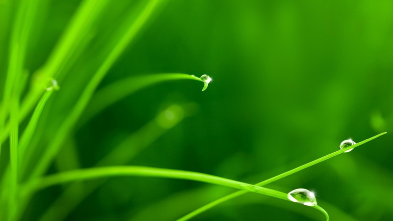 theme, focus on foreground, plants, water, grass, 1080P, rain, outdoors, fragility, vulnerability, close-up, purity, growth, nature, drop, flowers, leaf