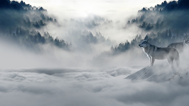 mist, domestic animals, day, canine, sky, one animal, domestic, vertebrate, scenics - nature, no people, animal themes, white, digital composite, animal