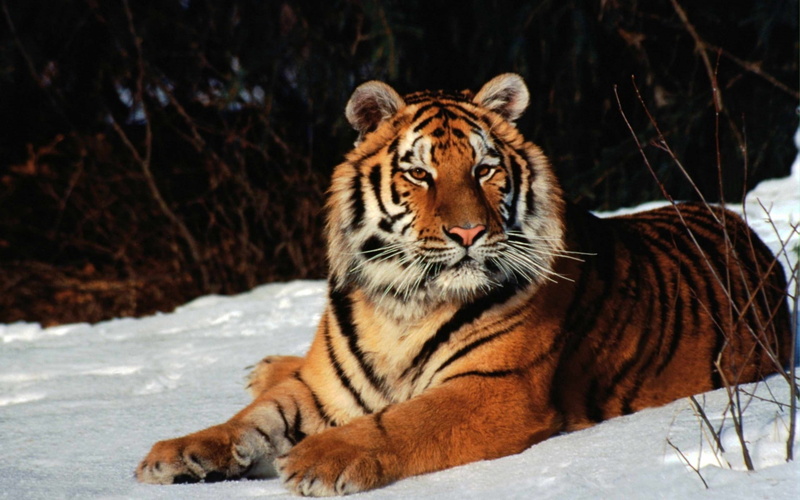 snow, forest, big cats, tiger, animals, 1080P