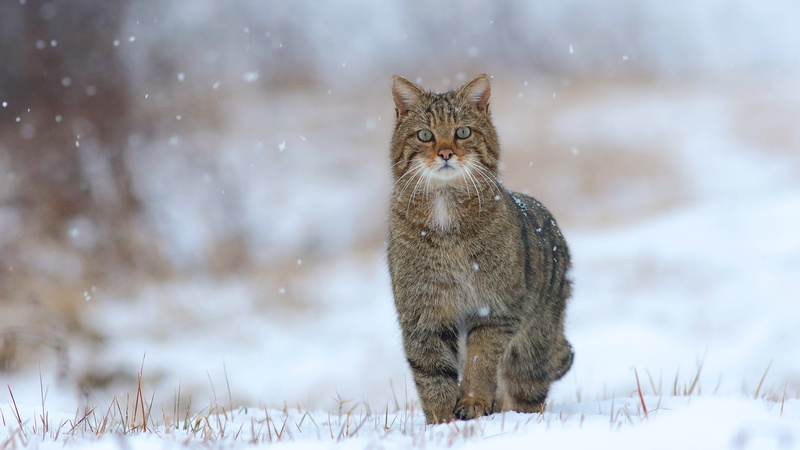 cat, cats, nature, European wild cat, snow, wild, forest, wildcat, 2K, winter