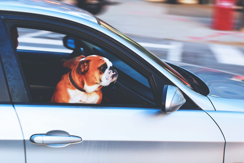 urban Scene, animal, animals, domestic, motor vehicle, animal themes, window, focus on foreground, mode of transportation, car window, street, no people