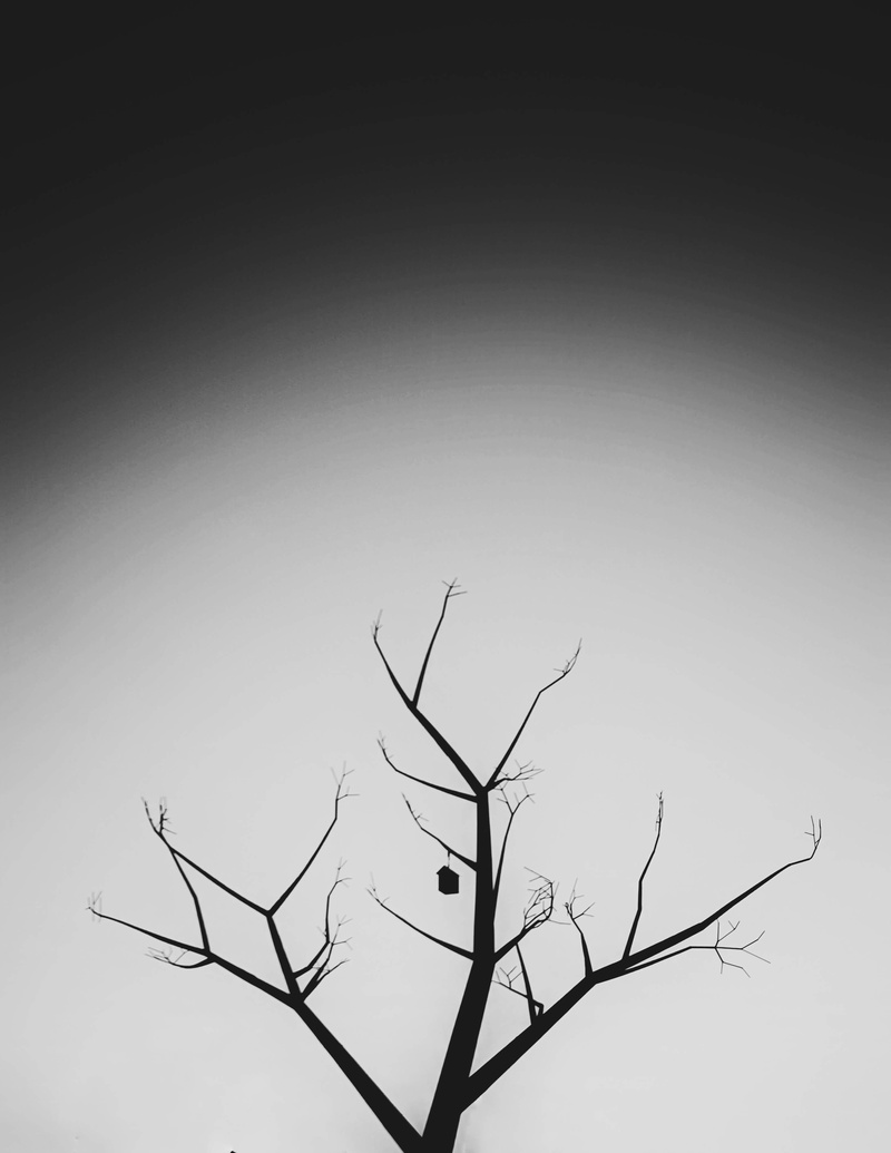 tranquility, tranquil scene, non-urban scene, beauty in nature, branch, tree trunk, full moon, day, bare, sky, copy space, bird, bare tree, clear sky, murcia