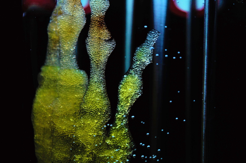 animal themes, art, ars electronica center, biology, forward, fish, ars electronica festival, mineralization, construction, bone, biodegradable, project