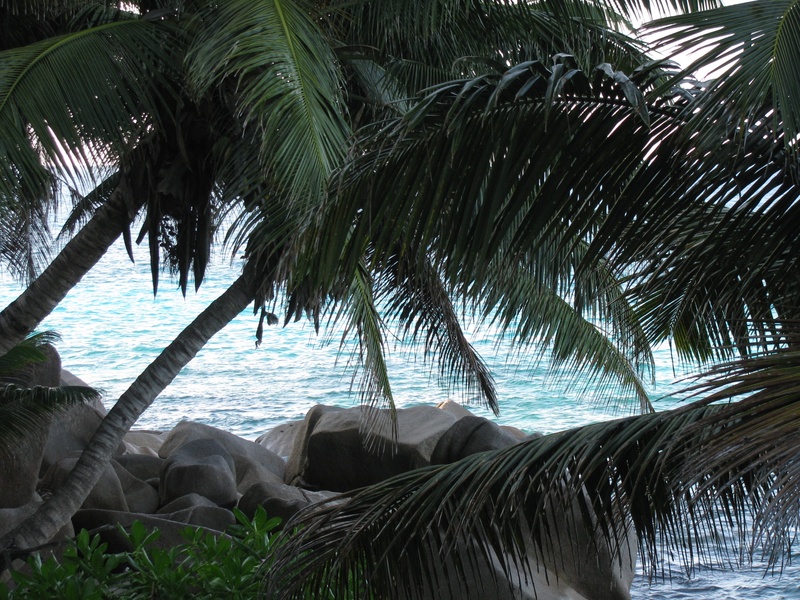 day, tropical climate, palm leaf, nature, scenics - nature, tranquil scene, beauty in nature, palm trees, tree, tropical tree, la digue, indian ocean, tranquility