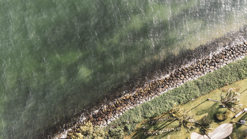 grass, aerial view, arecaceae, green color, high angle view, beach, 4K, soil, sunlight, growth, shore, singapore, light, topdown, green, day, tree, nature
