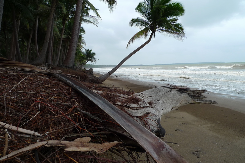 beach, no people, tranquility, sky, erosion, 2K, tropical climate, cloud - sky, scenics - nature, nature, palm, plant, beauty in nature, wood, palawan