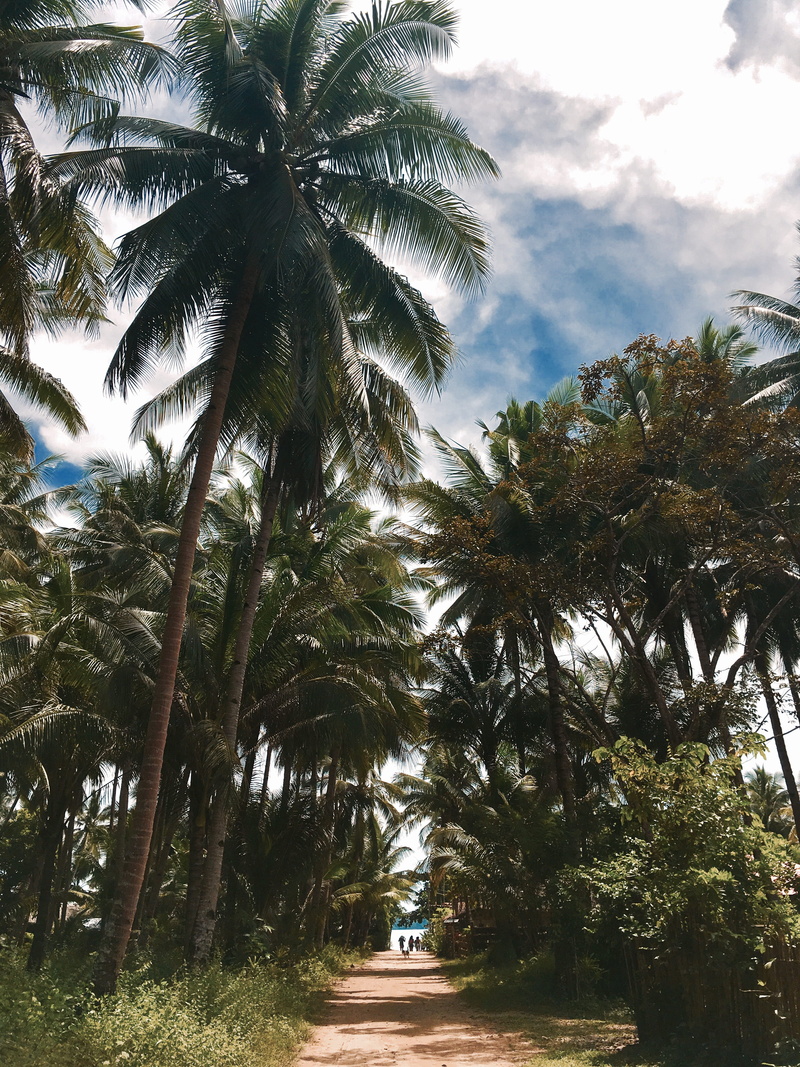 tree, palm leaf, tropical tree, trunk, nature, cloud - sky, summer, warm, experience, no people, outdoors, tropical climate, direction, plant, tranquility